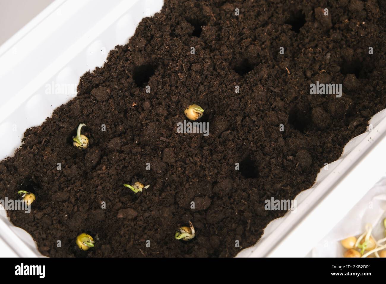 Un uomo pianta germogli di piselli in buchi nella terra, suolo. Preparazione di piantine nella scatola di balcone. Coltivando microgreens, piselli dolci a casa in un appartamento. Foto Stock