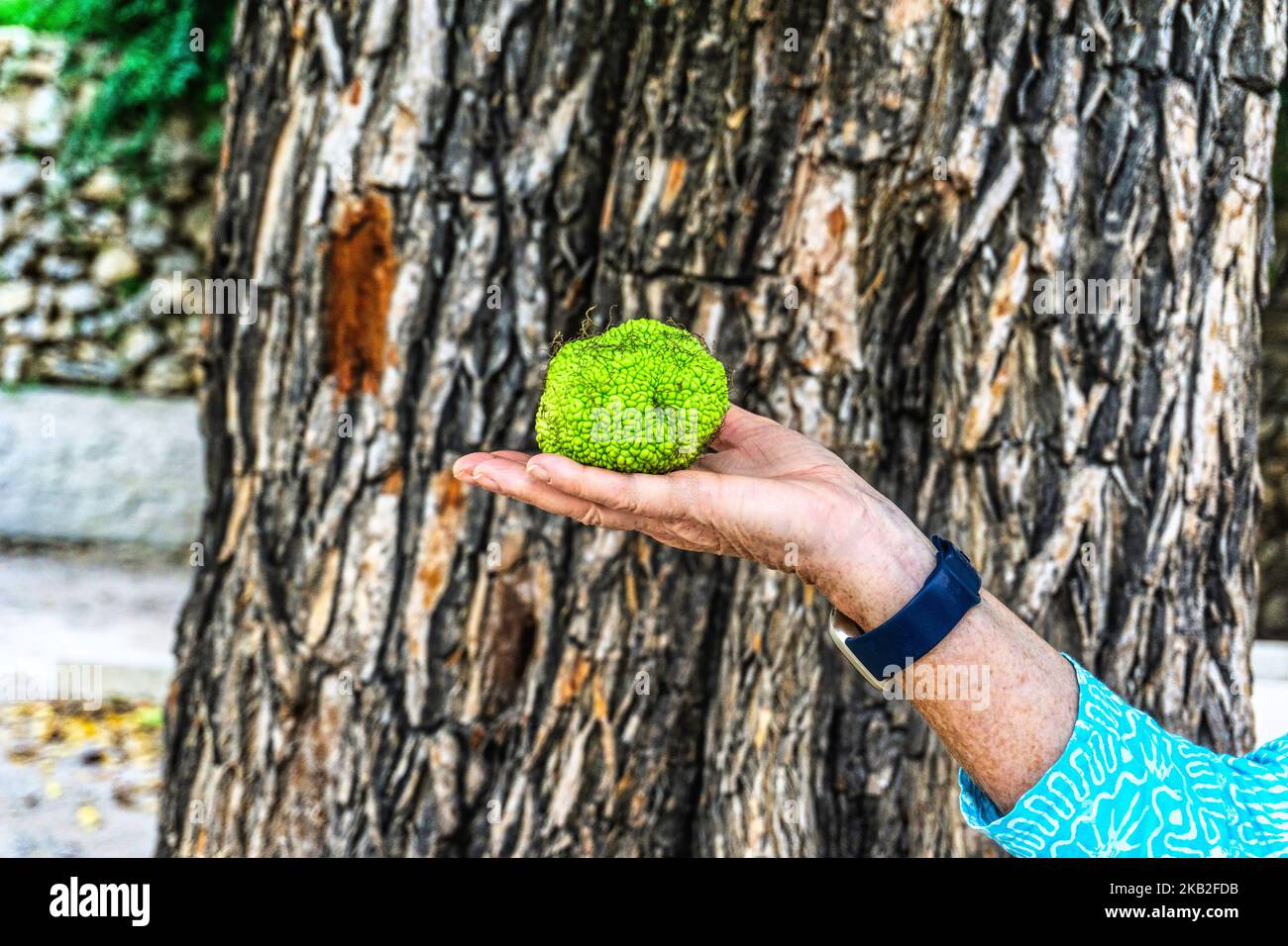 Una donna che tiene la palla di seme dell'albero arancione di Osage. Raffigurato contro la caratteristica corteccia dell'Osage Orange Tree. Foto Stock