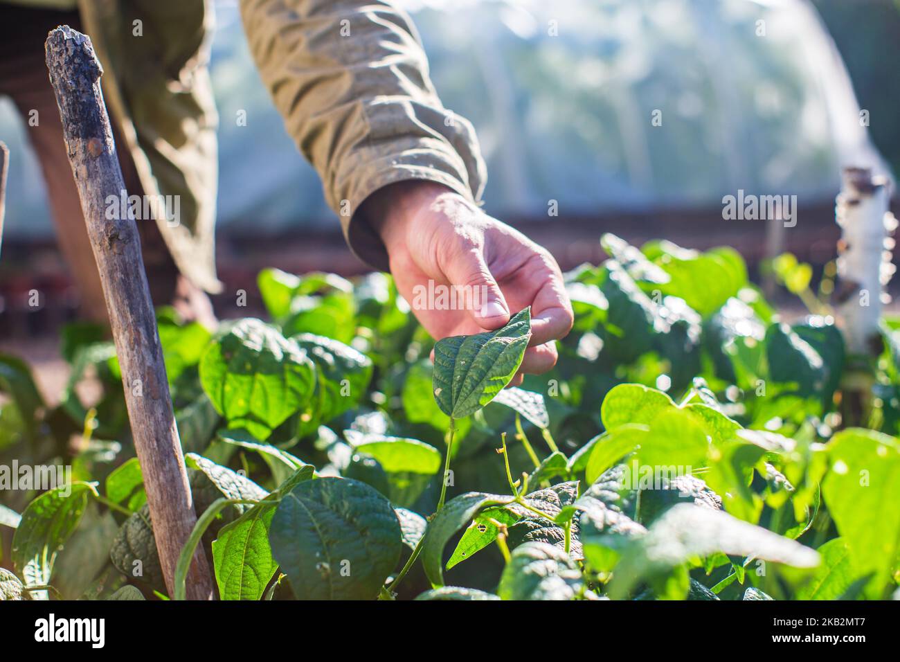 La mano dell'agricoltore tocca i raccolti agricoli da vicino. Vegetali crescenti nel giardino. Cura e manutenzione del raccolto. Prodotti ecologici Foto Stock