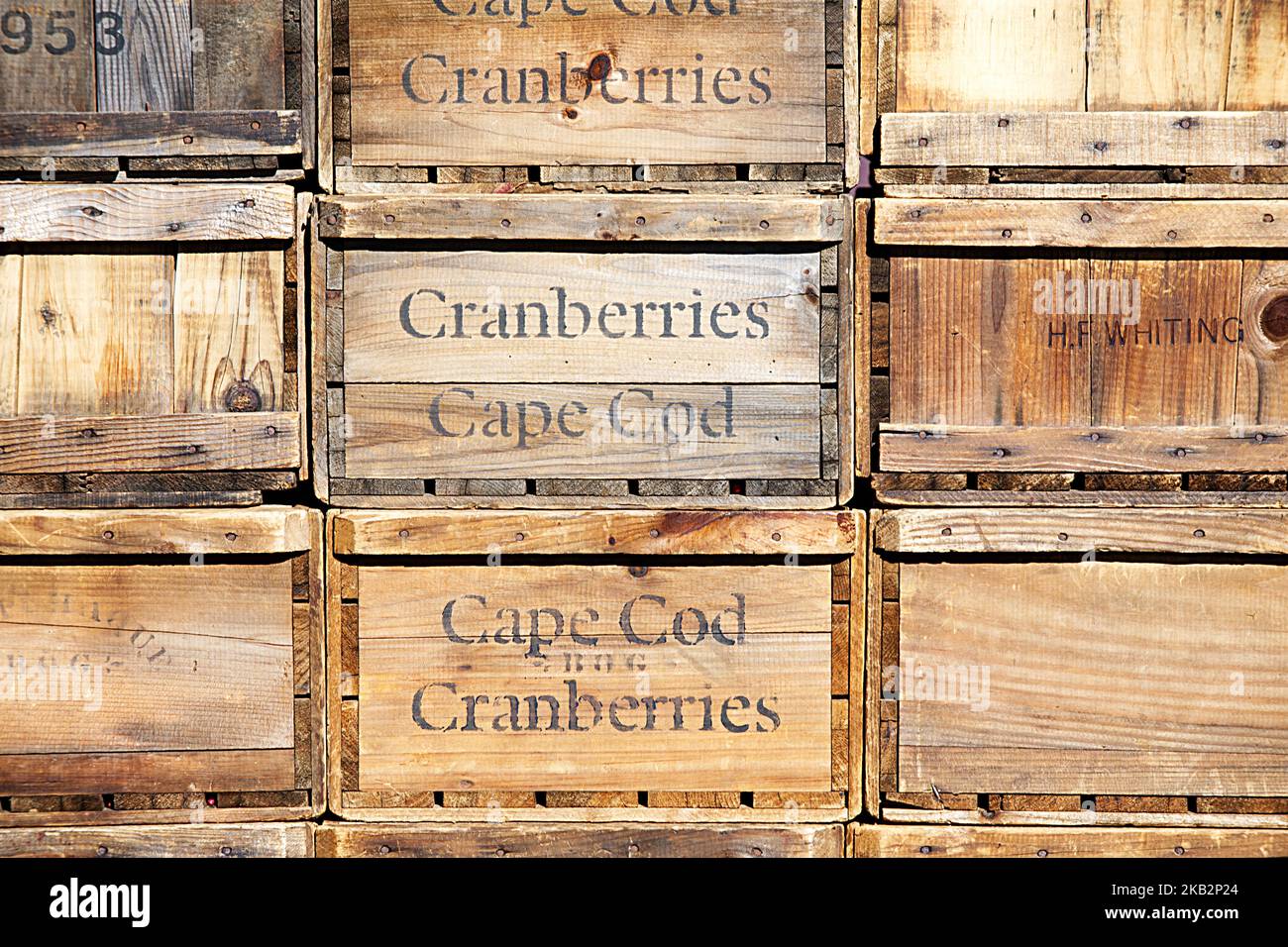 Cranberry Harvest a West Yarmouth, Massachusetts (USA) su Cape Cod. - primo piano di scatole di prorotto di mirtilli rossi Foto Stock