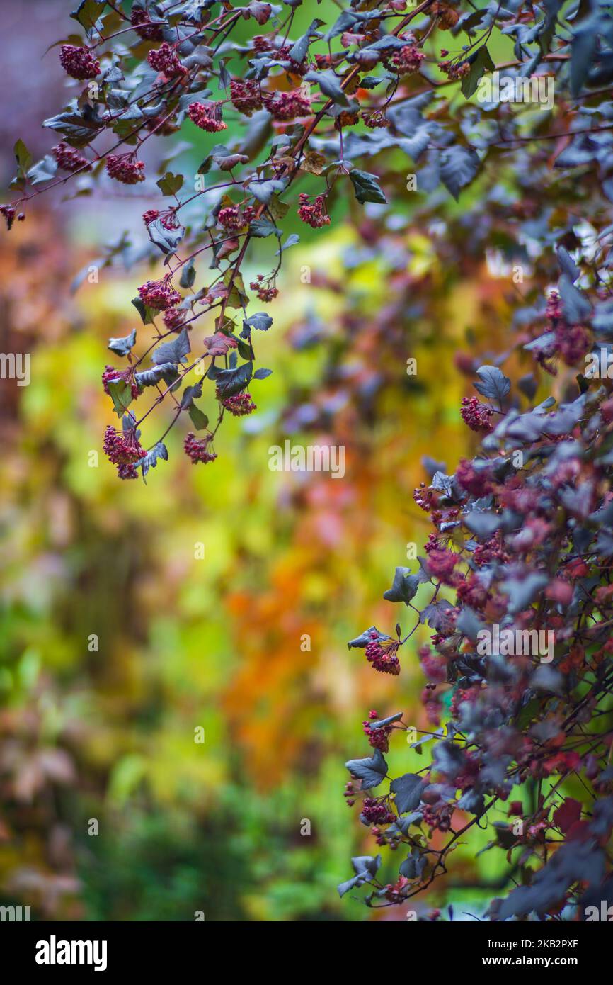 Ramo di albero con foglie autunnali colorate primo piano. Autunno sfondo. Bella naturale forte sfondo sfocato con copyspace Foto Stock