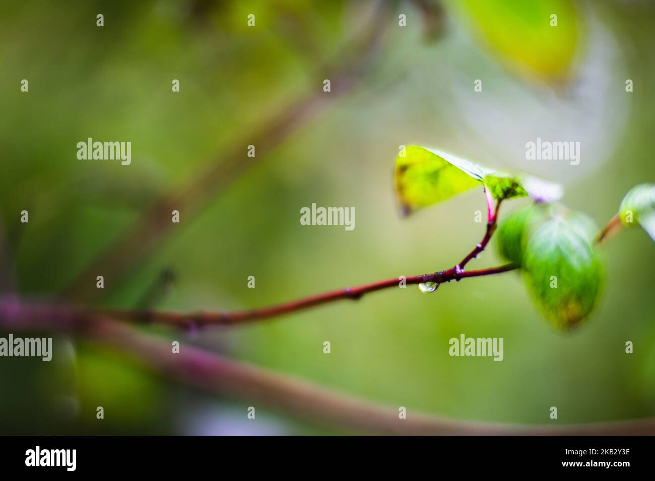 Rami di albero con gocce d'acqua. Autunno tempo piovoso Foto Stock