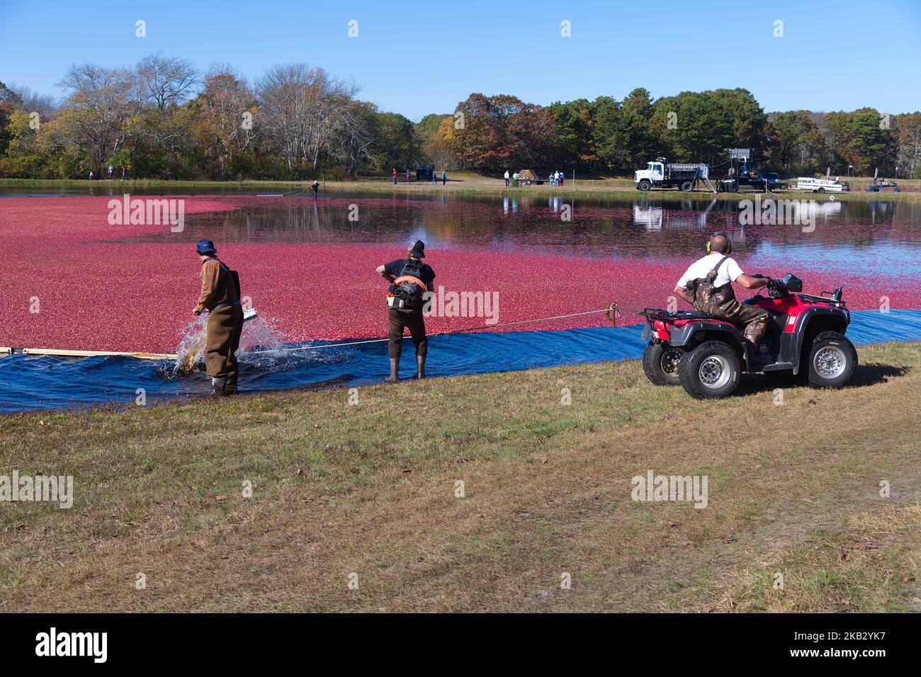 Cranberry Harvest a West Yarmouth, Massachusetts (USA) su Cape Cod. Foto Stock