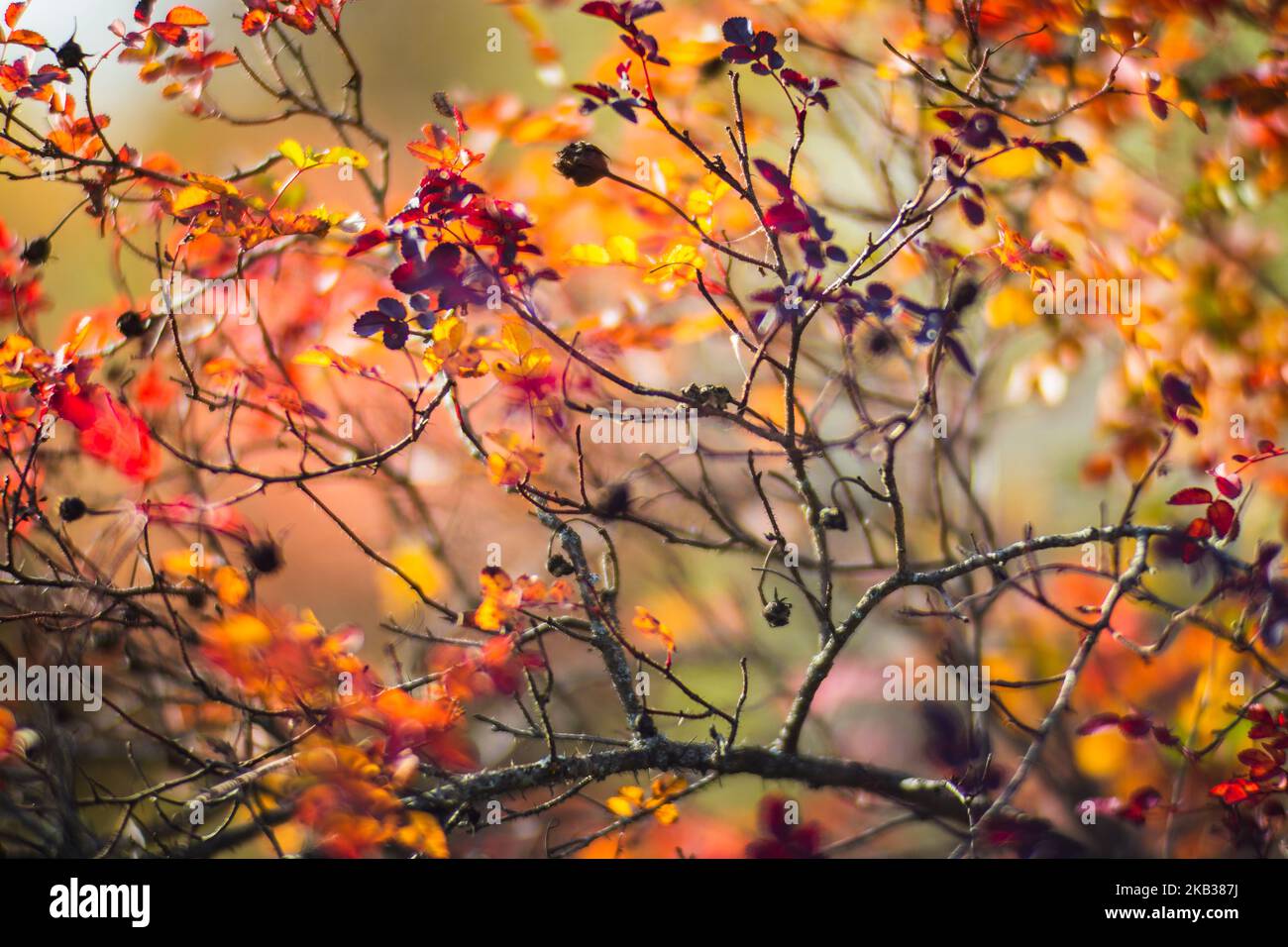 Ramo d'albero con coloratissime foglie autunnali e bacca nera da vicino. Autunno sfondo. Bella naturale forte sfondo sfocato con copyspace Foto Stock