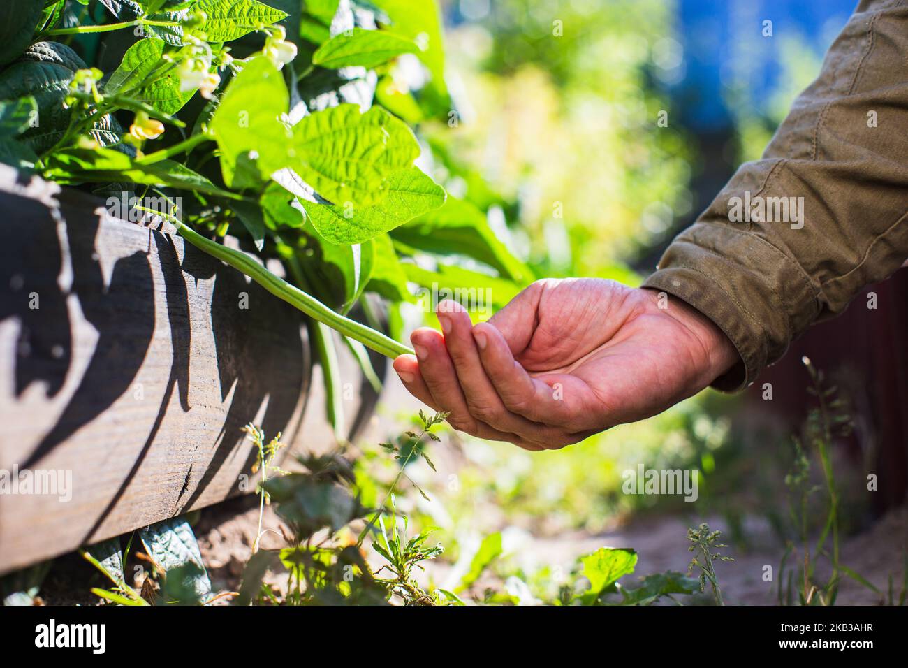 La mano dell'agricoltore tocca i raccolti agricoli da vicino. Vegetali crescenti nel giardino. Cura e manutenzione del raccolto. Prodotti ecologici Foto Stock