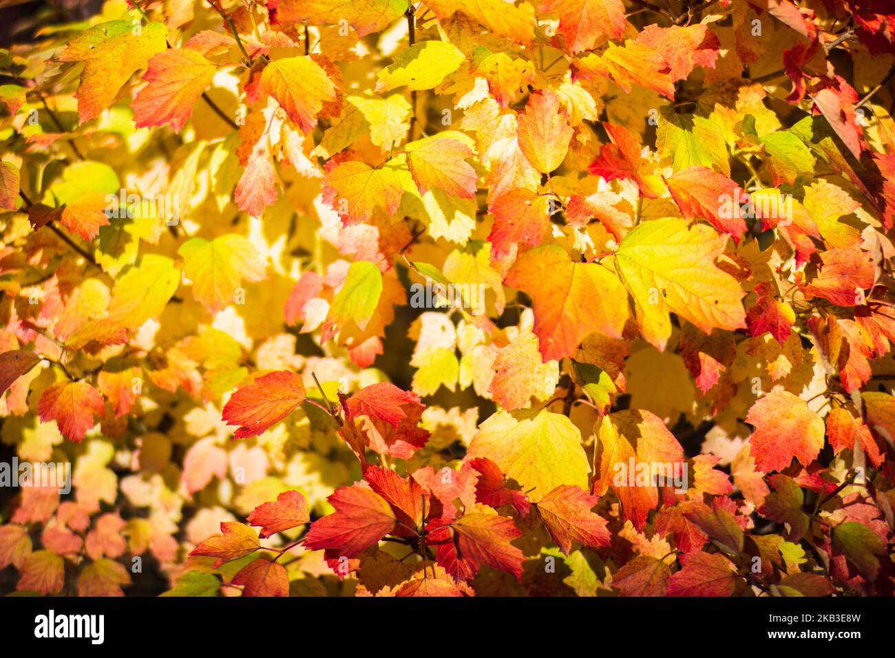 Ramo di albero con foglie autunnali colorate primo piano. Autunno sfondo. Bella naturale forte sfondo sfocato con copyspace Foto Stock