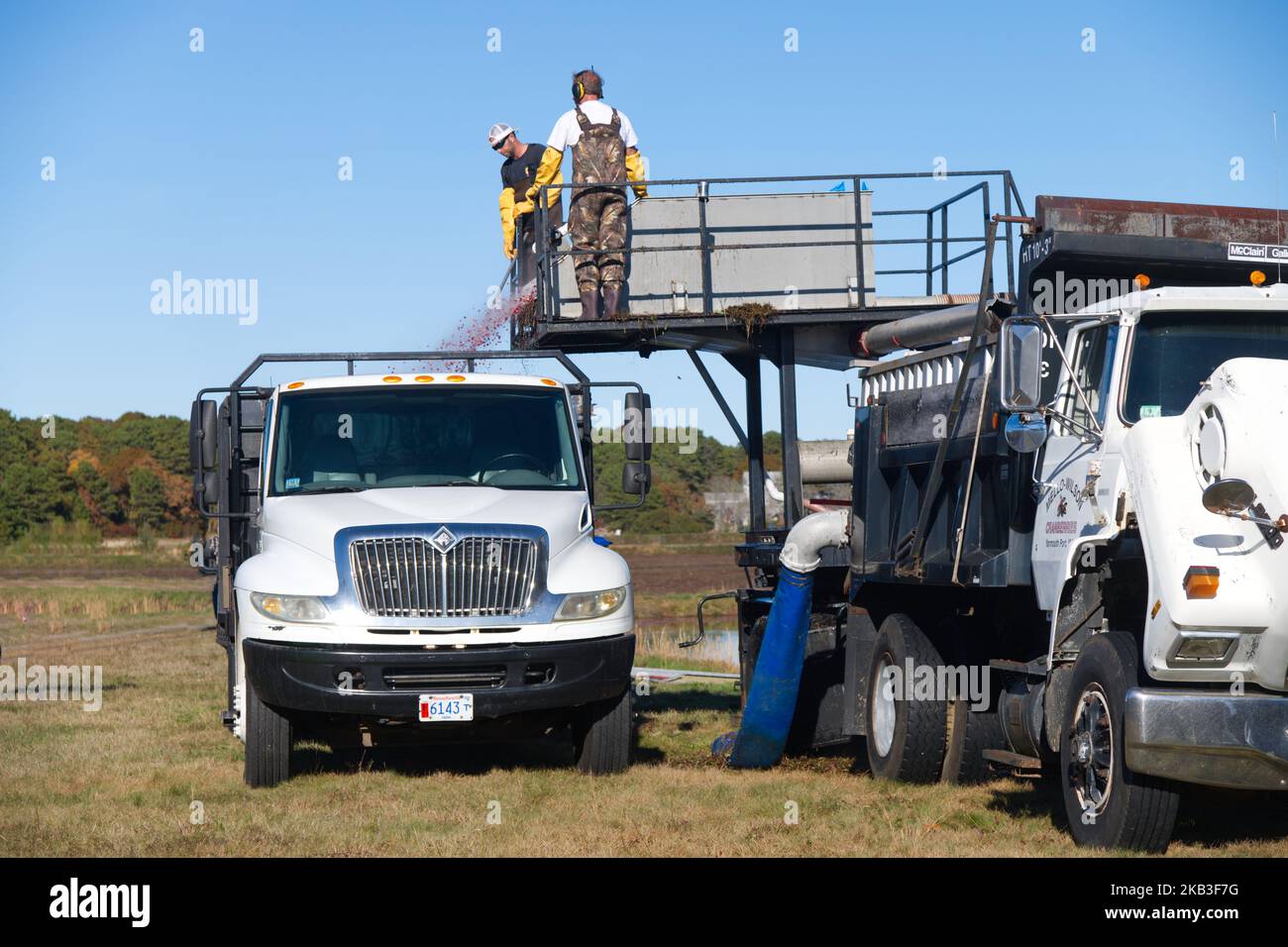 Cranberry Harvest a West Yarmouth, Massachusetts (USA) su Cape Cod. Foto Stock