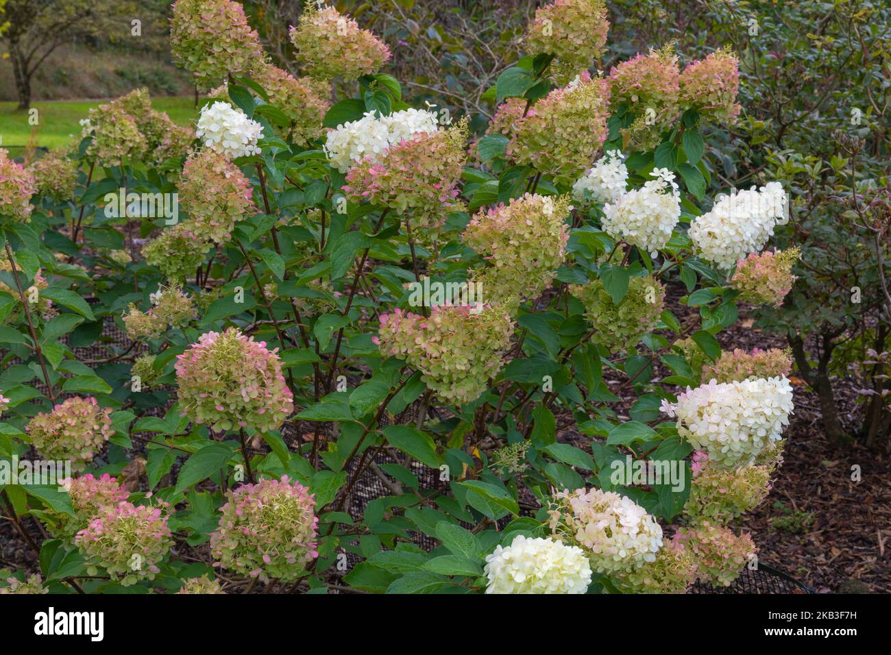 Ortensia ploar orso, un arbusto deciduo con un abito dritto, ovate foglie verdi e teste di fiori conici densamente impaccati Foto Stock