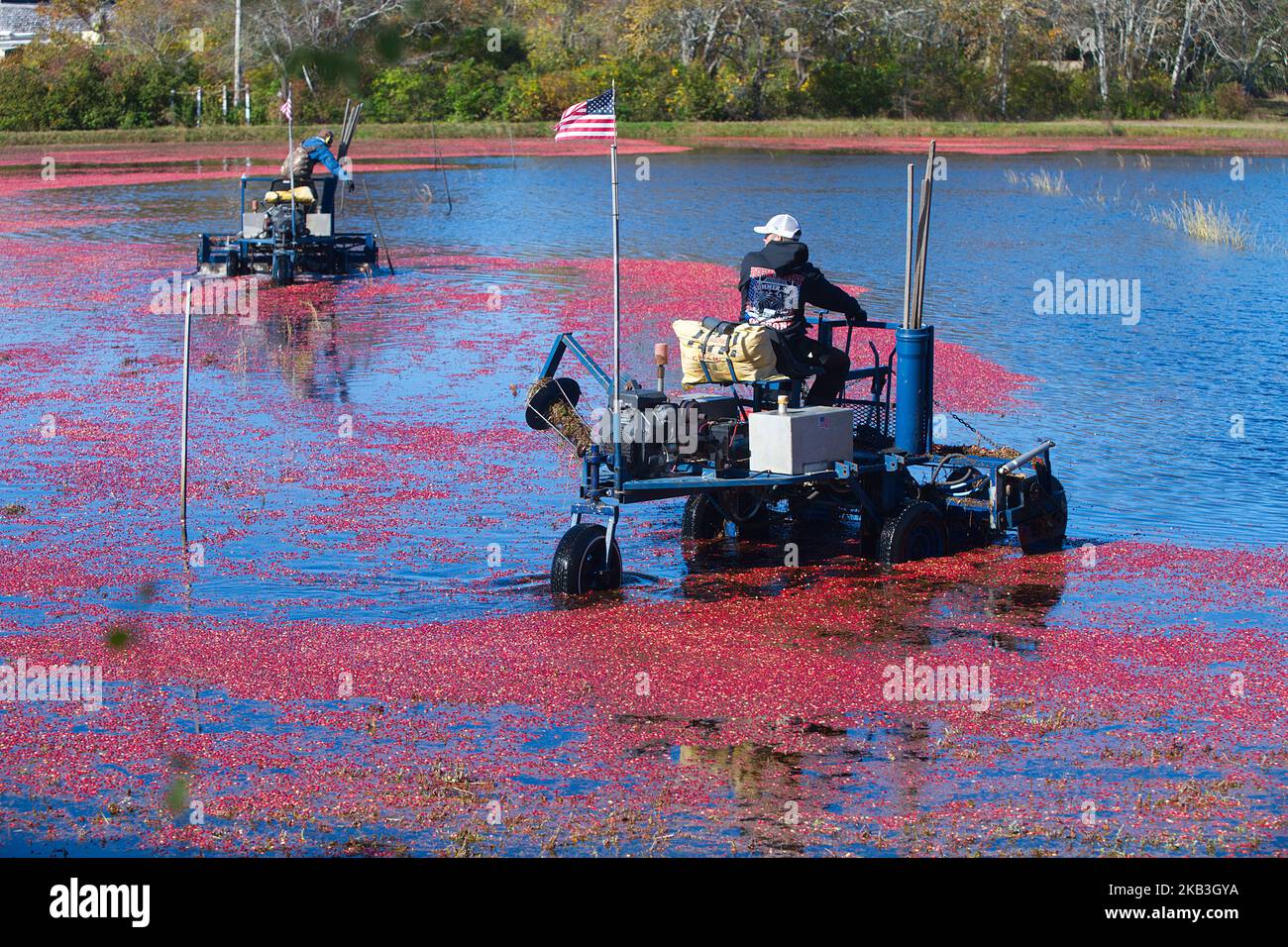 Cranberry Harvest a West Yarmouth, Massachusetts (USA) su Cape Cod. Foto Stock