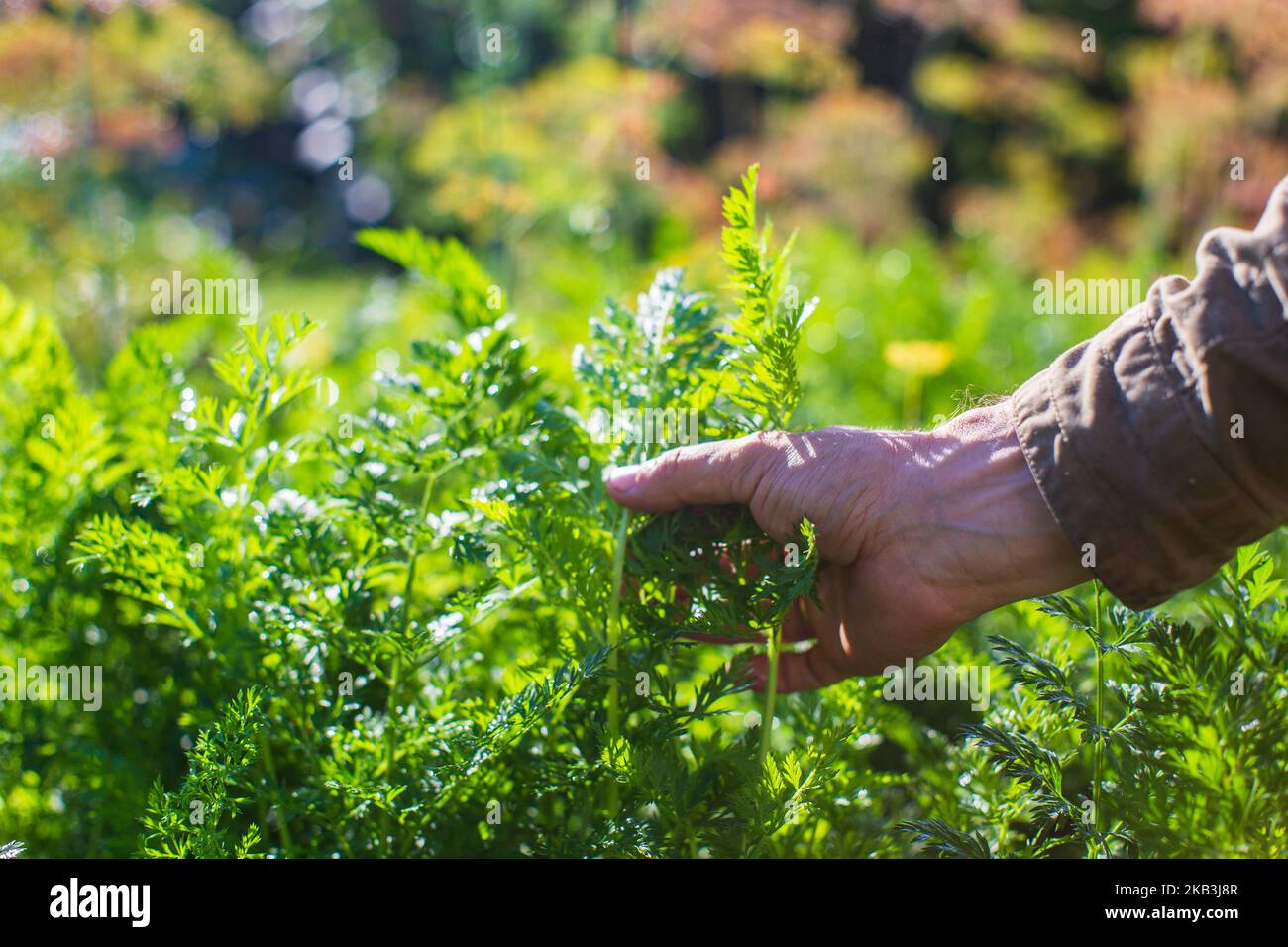 La mano dell'agricoltore tocca i raccolti agricoli da vicino. Vegetali crescenti nel giardino. Cura e manutenzione del raccolto. Prodotti ecologici Foto Stock