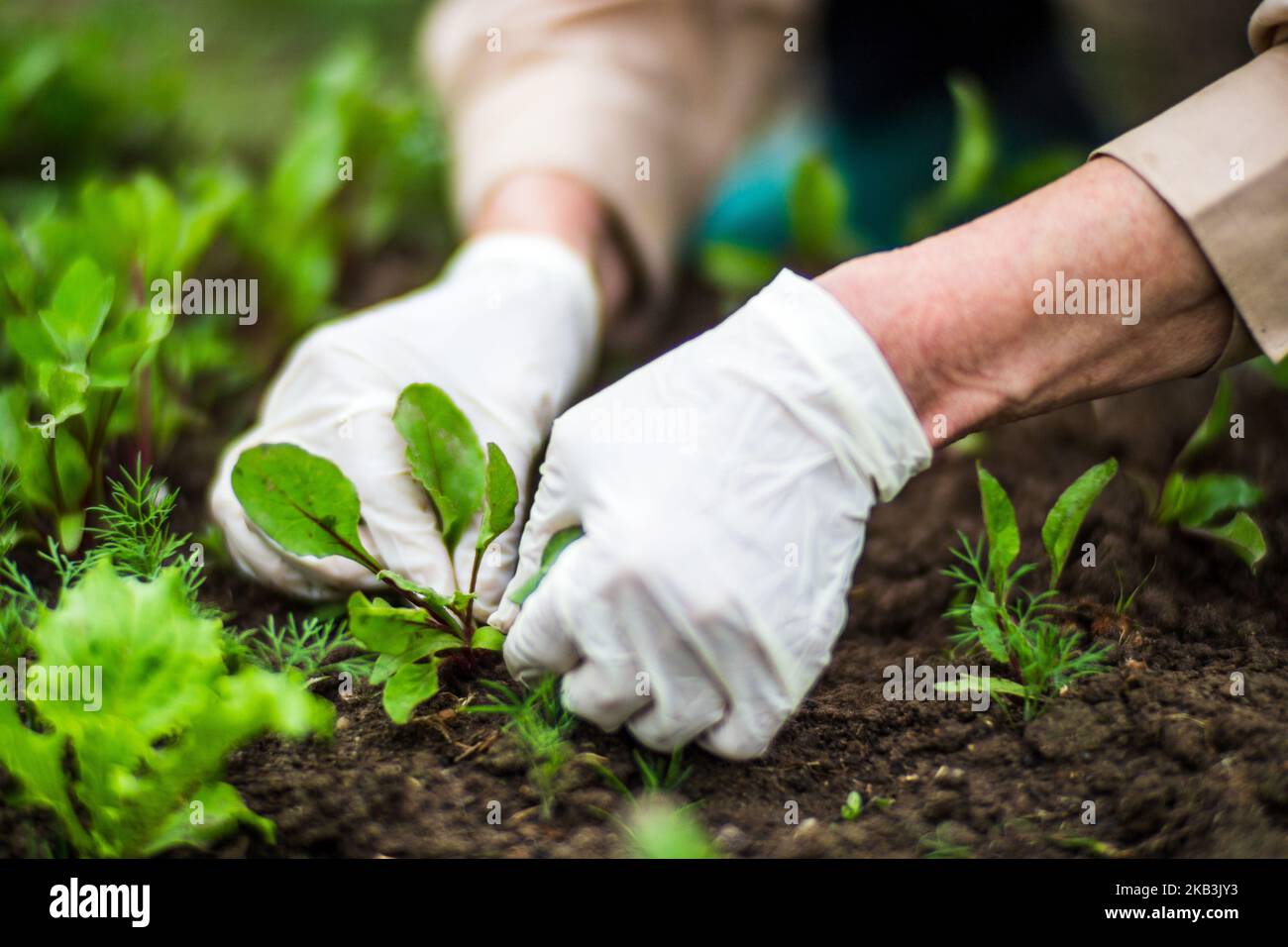 La mano di una donna rimuove le erbacce. Controllo delle erbacce e degli infestanti in giardino. Terreno coltivato in primo piano. Pianta agricola che cresce nel giardino Foto Stock