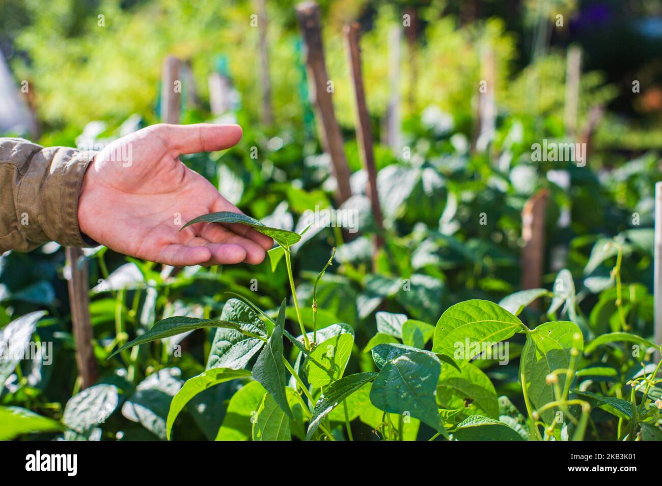 La mano dell'agricoltore tocca i raccolti agricoli da vicino. Vegetali crescenti nel giardino. Cura e manutenzione del raccolto. Prodotti ecologici Foto Stock