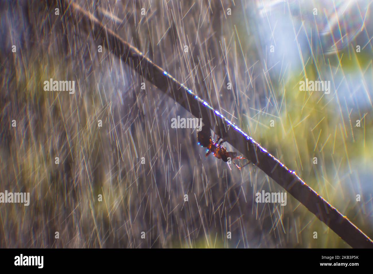 Una formica in primo piano si nasconde da una forte pioggia sotto un ramo di albero capovolto. Le gocce d'acqua volano dall'alto e le loro linee sono visibili. Spazio di copia Foto Stock