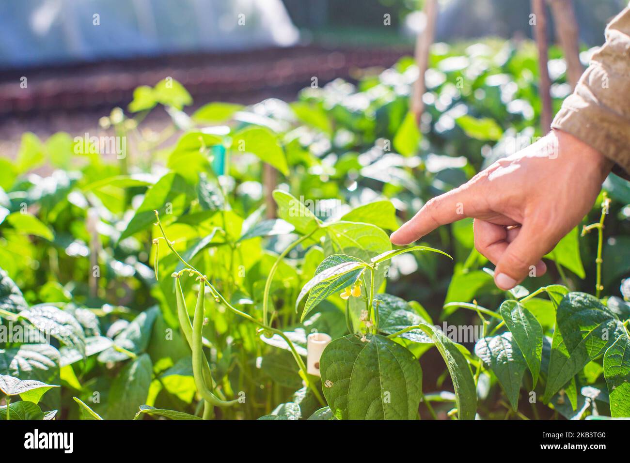 La mano dell'agricoltore tocca i raccolti agricoli da vicino. Vegetali crescenti nel giardino. Cura e manutenzione del raccolto. Prodotti ecologici Foto Stock