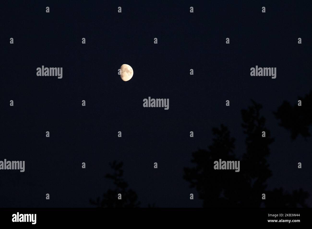 Vista panoramica della luna che splende sull'albero di notte Foto Stock