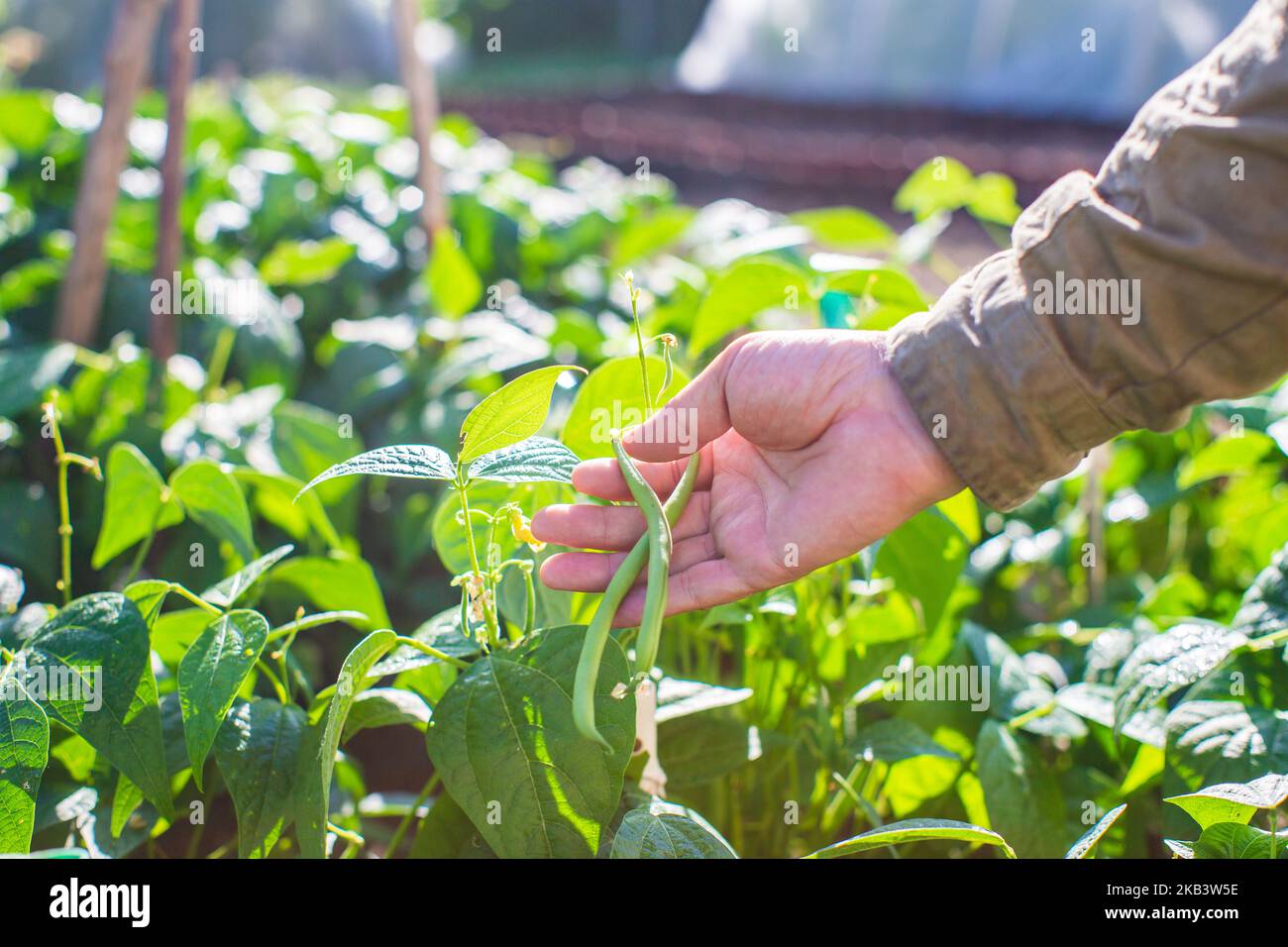 La mano dell'agricoltore tocca i raccolti agricoli da vicino. Vegetali crescenti nel giardino. Cura e manutenzione del raccolto. Prodotti ecologici Foto Stock