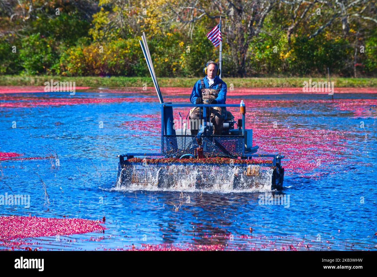 Cranberry harvest immagini e fotografie stock ad alta risoluzione Alamy