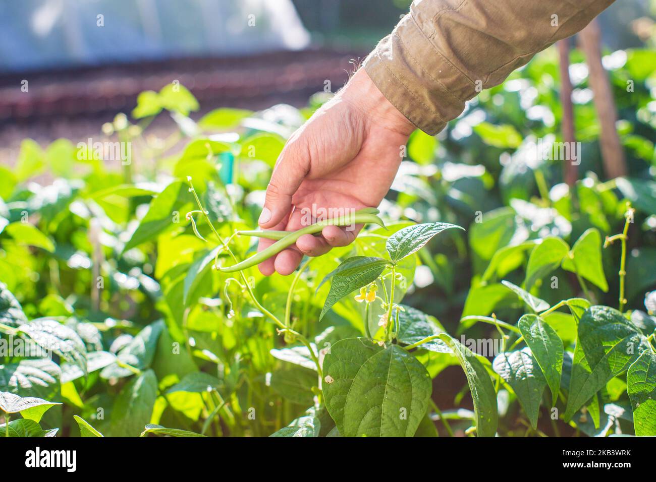 La mano dell'agricoltore tocca i raccolti agricoli da vicino. Vegetali crescenti nel giardino. Cura e manutenzione del raccolto. Prodotti ecologici Foto Stock