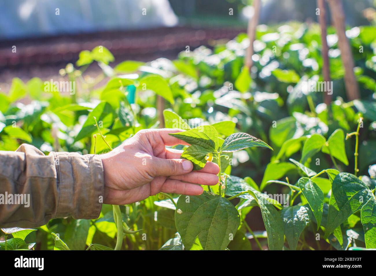 La mano dell'agricoltore tocca i raccolti agricoli da vicino. Vegetali crescenti nel giardino. Cura e manutenzione del raccolto. Prodotti ecologici Foto Stock