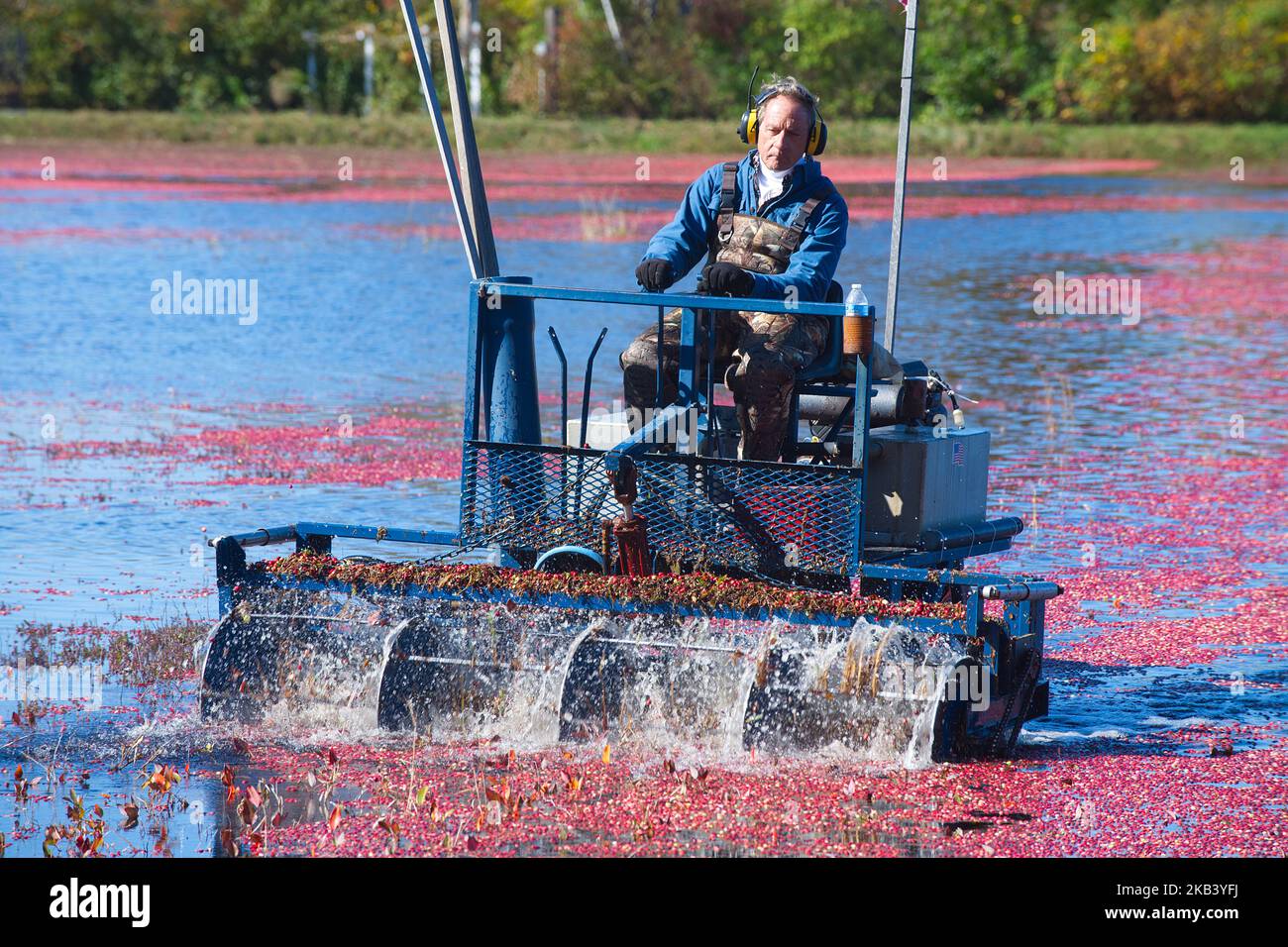 Cranberry harvest immagini e fotografie stock ad alta risoluzione Alamy