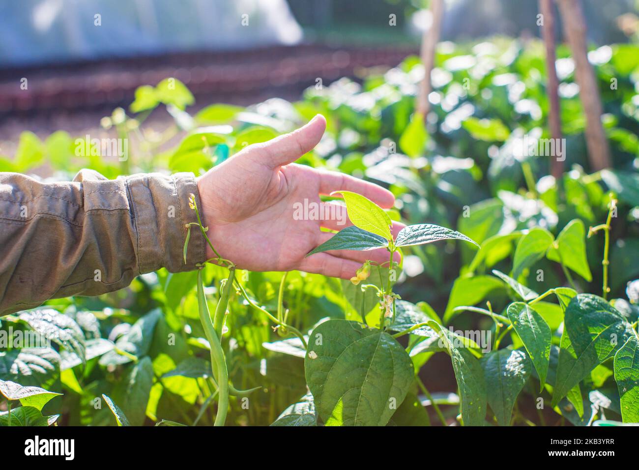 La mano dell'agricoltore tocca i raccolti agricoli da vicino. Vegetali crescenti nel giardino. Cura e manutenzione del raccolto. Prodotti ecologici Foto Stock