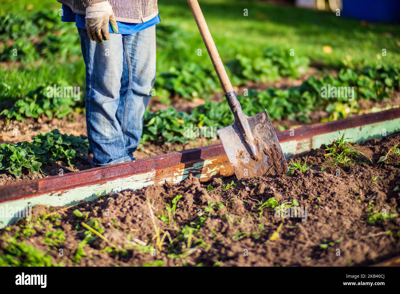 Il contadino scava il terreno nell'orto. Preparando il suolo per piantare vegetali. Concetto di giardinaggio. Lavoro agricolo sulla piantagione Foto Stock