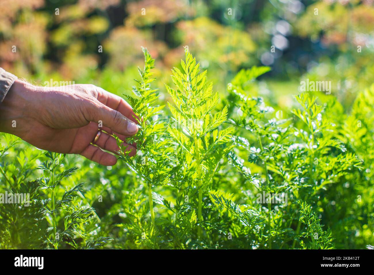 La mano dell'agricoltore tocca i raccolti agricoli da vicino. Vegetali crescenti nel giardino. Cura e manutenzione del raccolto. Prodotti ecologici Foto Stock