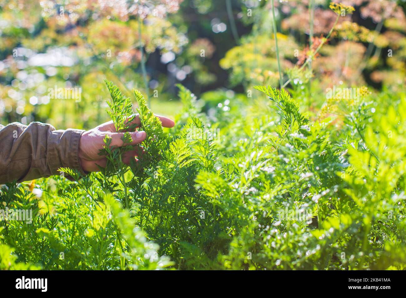 La mano dell'agricoltore tocca i raccolti agricoli da vicino. Vegetali crescenti nel giardino. Cura e manutenzione del raccolto. Prodotti ecologici Foto Stock