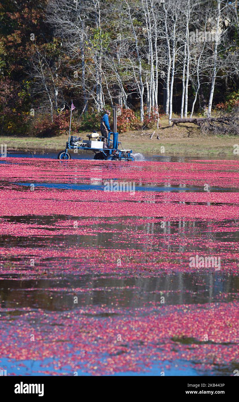 Cranberry Harvest a West Yarmouth, Massachusetts (USA) su Cape Cod. Foto Stock