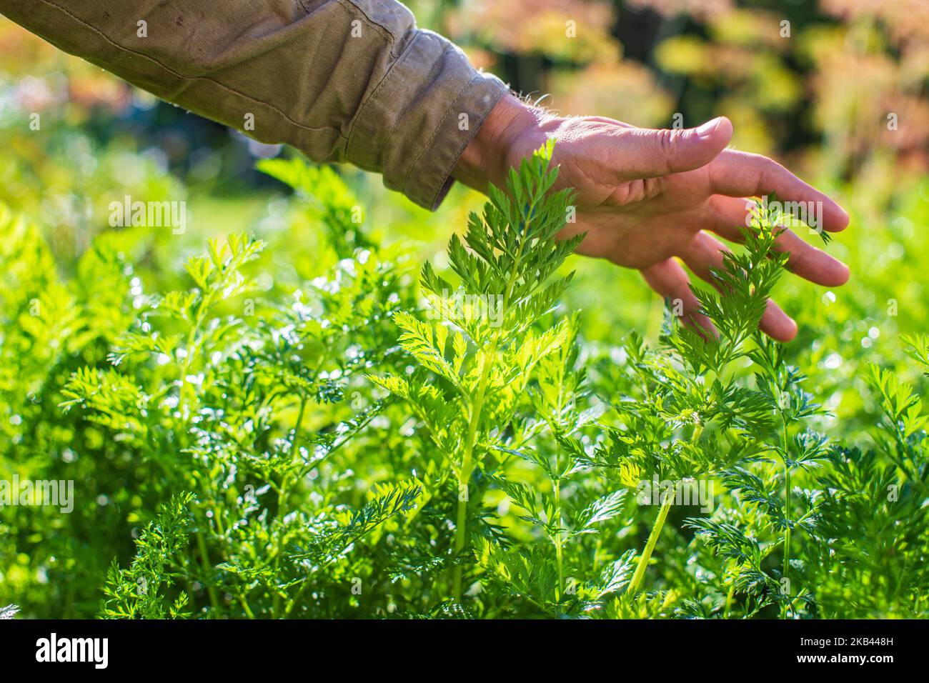 La mano dell'agricoltore tocca i raccolti agricoli da vicino. Vegetali crescenti nel giardino. Cura e manutenzione del raccolto. Prodotti ecologici Foto Stock