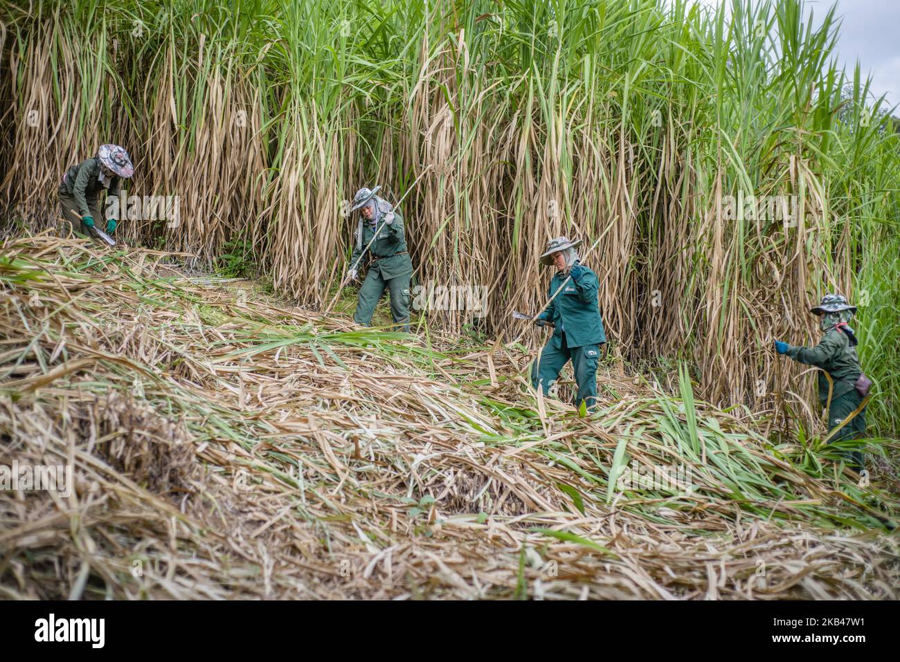 Le donne raccolgono la canna da zucchero nella fattoria del Elephant Conservation Center, dove viene coltivato il cibo degli elefanti, Sayaboury, Laos, nel dicembre 2018. Il Laos era conosciuto in passato come “la terra di un milione di elefanti”, oggi la popolazione di elefanti nel paese è di circa 800 persone. La metà di essi è costituita da elefanti in cattività, e il loro numero è in declino; i proprietari non sono interessati a riprodursi animali (la mucca ha bisogno di almeno quattro anni di lavoro durante la gravidanza e l'allattamento), il traffico illegale verso la Cina e altri paesi vicini continua. In questo contesto, l'elefante Foto Stock