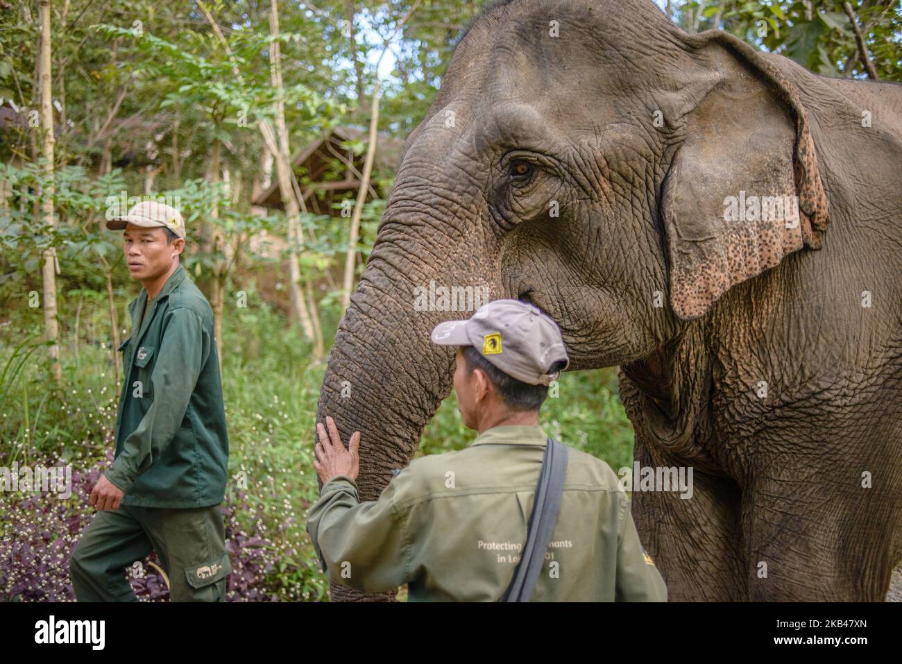 L'elefante va al suo esame quotidiano all'ospedale nel centro di conservazione dell'elefante, Sayaboury, Laos, nel dicembre 2018. Il Laos era conosciuto in passato come “la terra di un milione di elefanti”, oggi la popolazione di elefanti nel paese è di circa 800 persone. La metà di essi è costituita da elefanti in cattività, e il loro numero è in declino; i proprietari non sono interessati a riprodursi animali (la mucca ha bisogno di almeno quattro anni di lavoro durante la gravidanza e l'allattamento), il traffico illegale verso la Cina e altri paesi vicini continua. In questo contesto, l'elefante conse Foto Stock