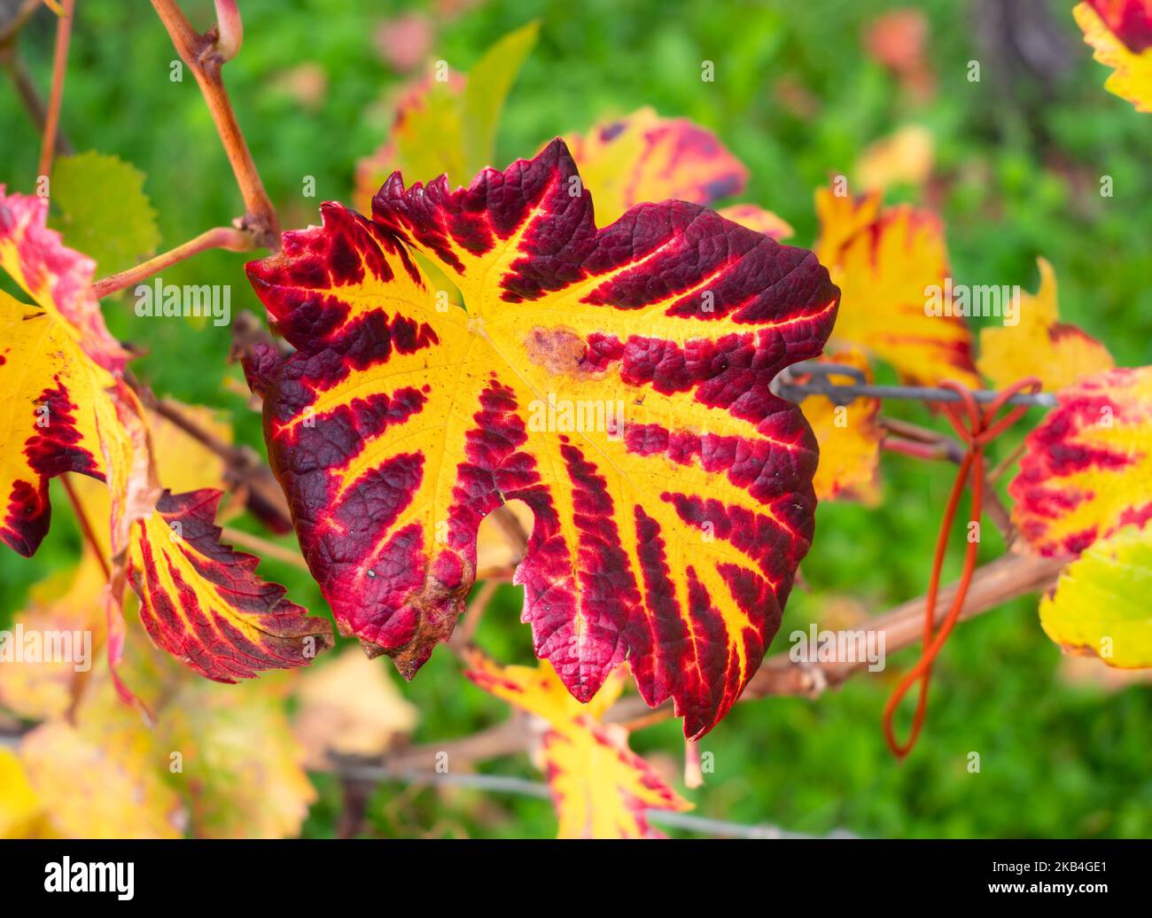 Foglia di vite colorata rosso-giallo in autunno in Alsazia, Francia Foto Stock