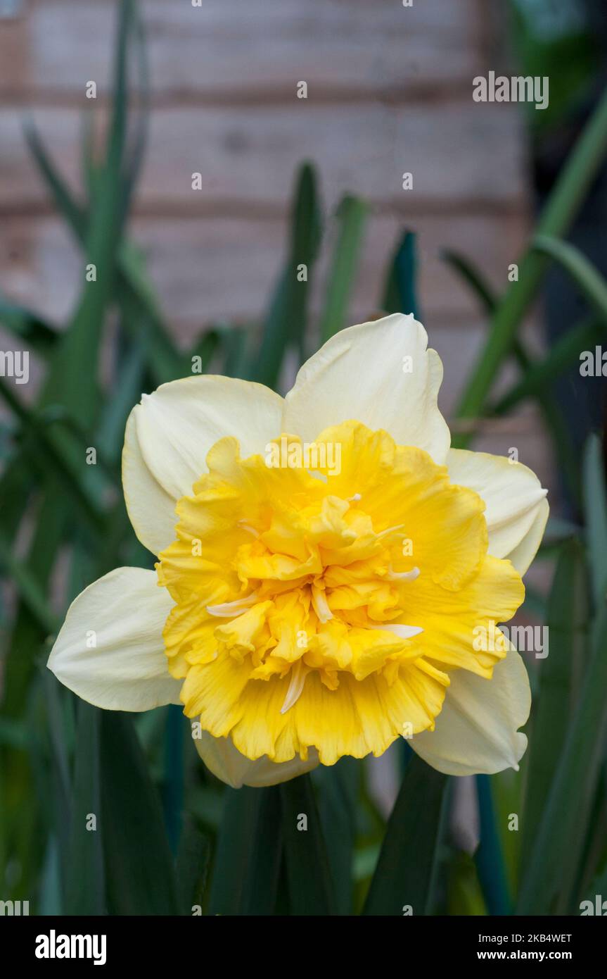 Primo piano di Narcissus Full House in primavera una divisione gialla e bianca 4 doppio daffodil che è un deciduo gelo dura perenne Foto Stock