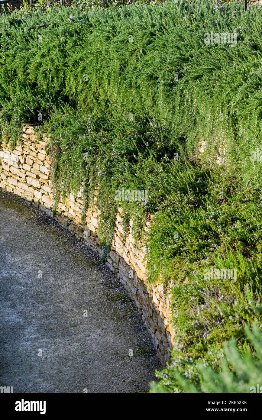 Rosemary trainato, Salvia rosmarinus, coltivando su terrazze nel Somerset Foto Stock