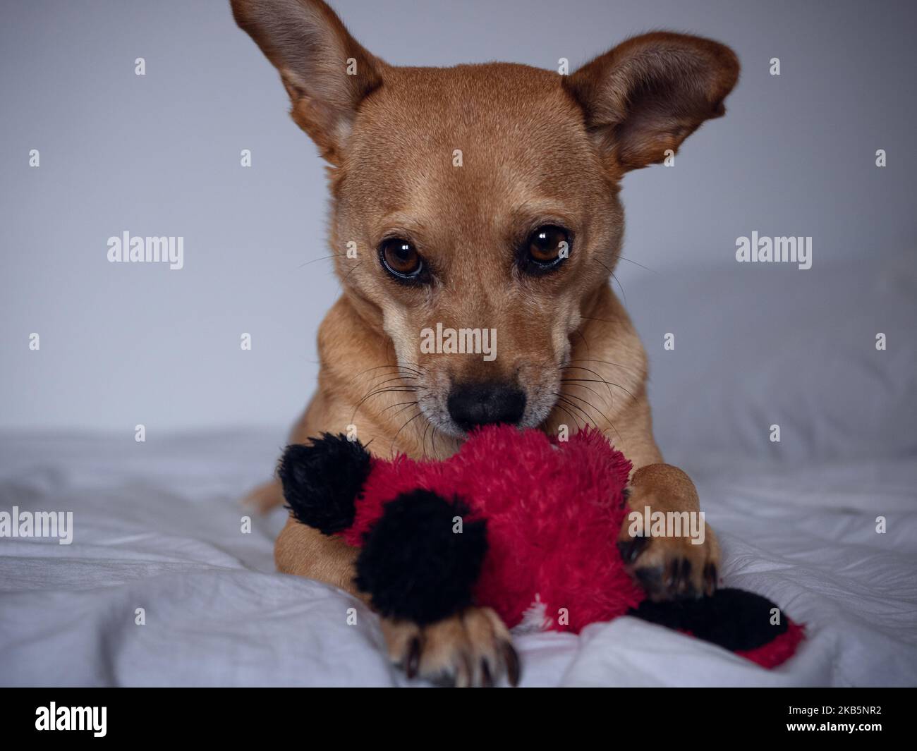 Un carino bruno timido misto-razza cane che mostra i suoi occhi cucciolo, mentre giocando con un giocattolo rosso farcito isolato su uno sfondo bianco. Concetto di sentimenti del cane Foto Stock