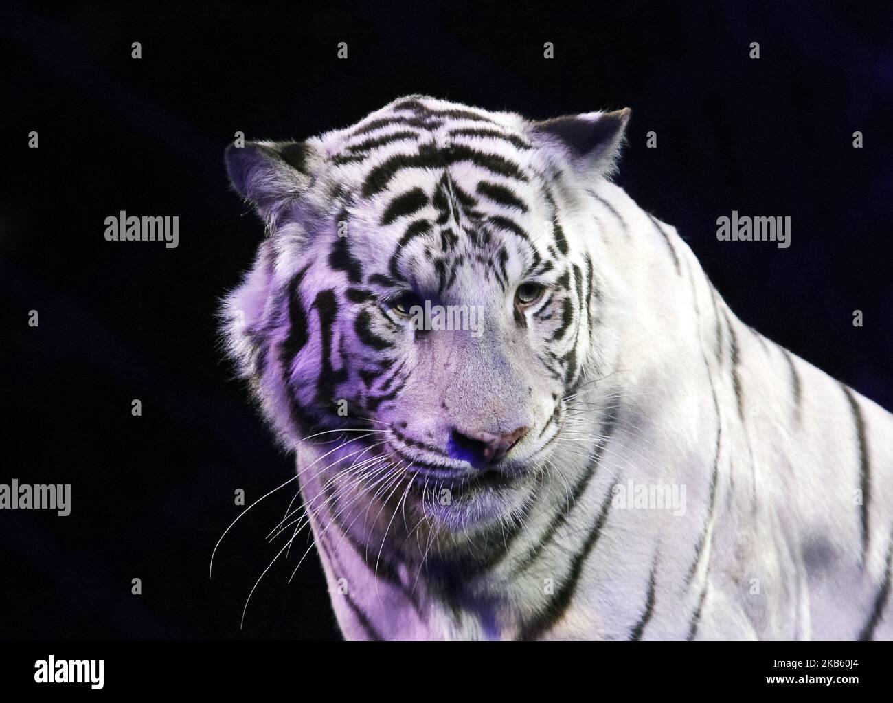 Una tigre vista durante la presentazione di un nuovo spettacolo circus in stile fantasy steampunk chiamato 'pendolo del tempo' nel Circus Nazionale ucraino a Kiev, Ucraina, il 14 settembre 2019. Lo spettacolo sarà messo in scena dal 14 settembre al 08 dicembre 2019. (Foto di Str/NurPhoto) Foto Stock