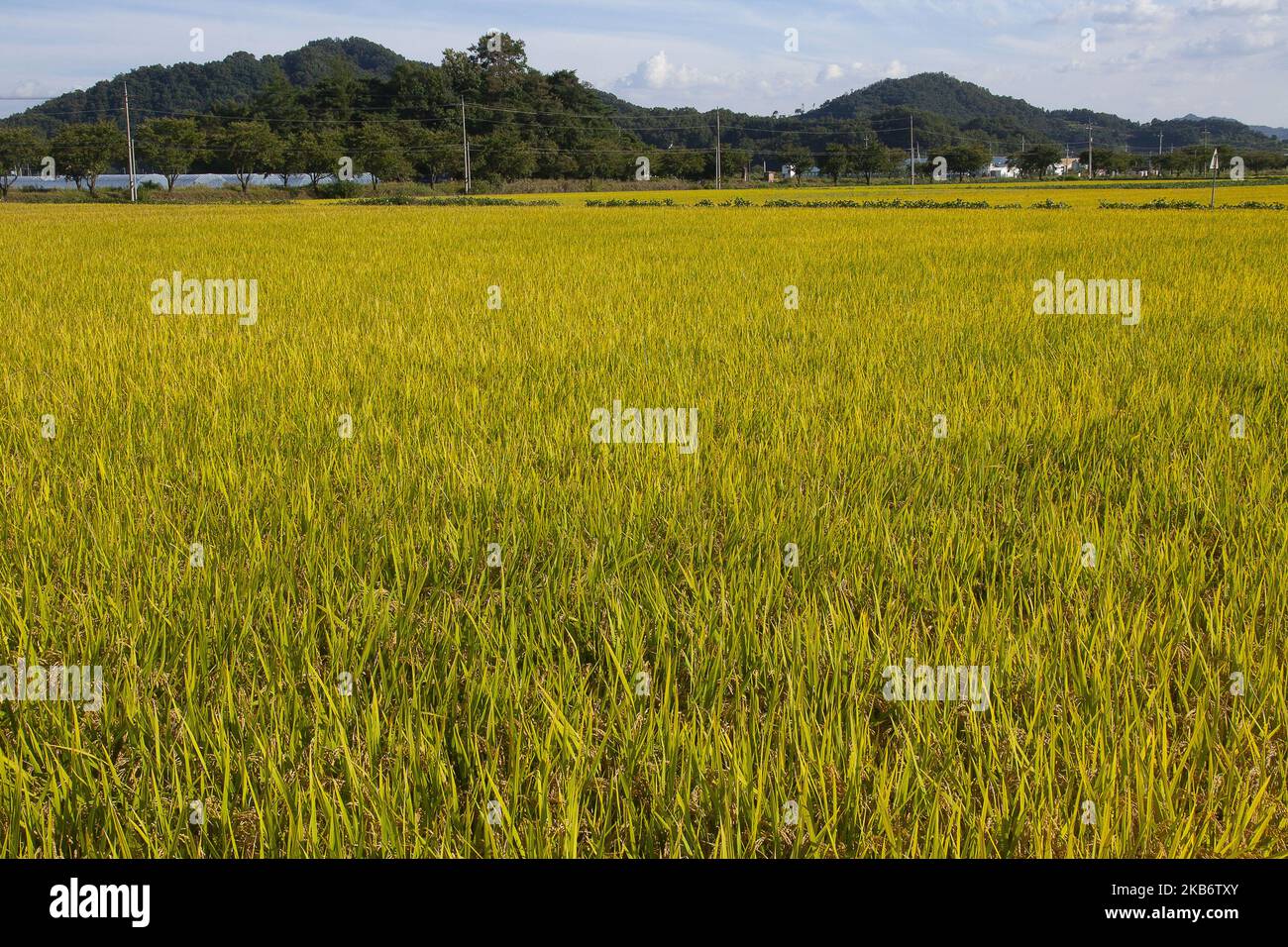 Mostra le risaie ecologiche in una base di piantagione di riso nella città di Ian di Songju, Corea del Sud, il 24 settembre 2019. Corea del Sud la stagione del raccolto è ogni autunno. (Foto di Seung-il Ryu/NurPhoto) Foto Stock