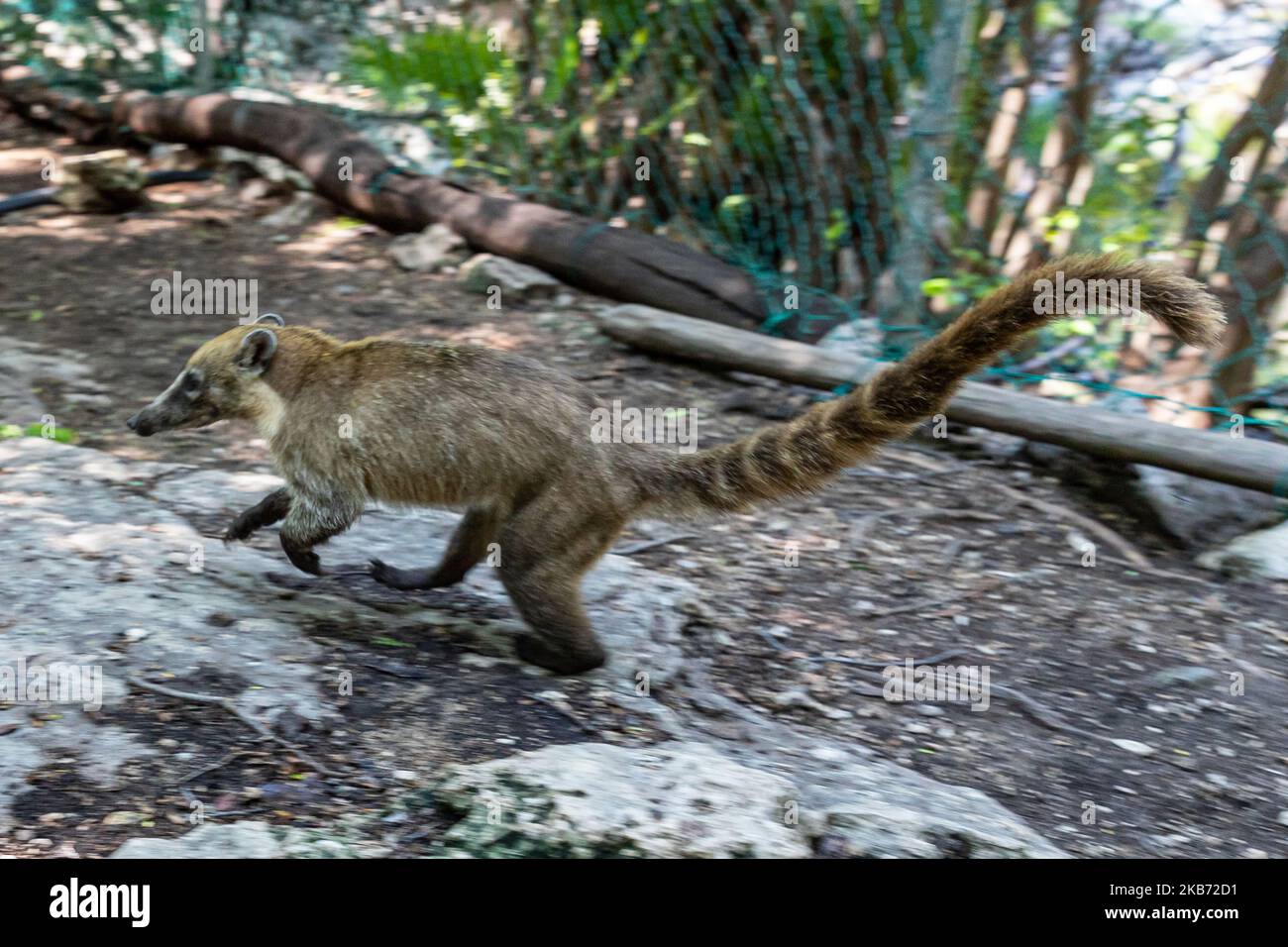 Un Coati è visto mangiare in una zona vicino alla foresta il 27 settembre 2019 a Cancun, Messico. Il suo habitat si estende dal Messico settentrionale al Sud America; essi vivono nella giungla e in luoghi dove c'è molta umidità, questi mammiferi sono intorno alla spazzatura e rifiuti che le persone gettano nelle aree naturali. I conati sono onnivori e di solito si nutrono di frutta, carroone, insetti e uova, a causa delle condizioni generate dall'uomo che invade i loro spazi, questi animali hanno dovuto trovarsi nella necessità di viaggiare per le strade e annusare la spazzatura per trovare cibo (Photo by Eyepix/NurPhoto) Foto Stock