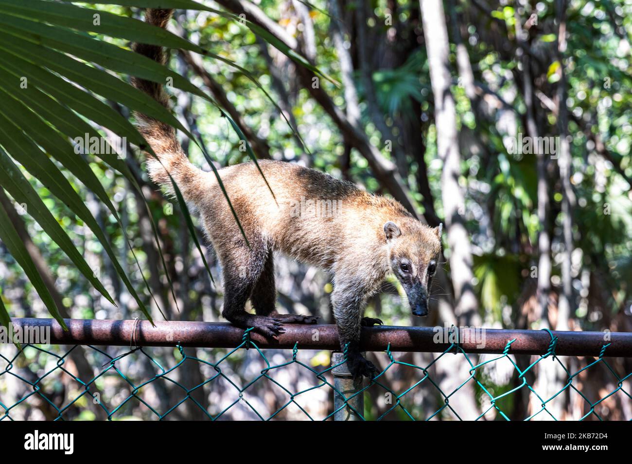 Un Coati è visto mangiare in una zona vicino alla foresta il 27 settembre 2019 a Cancun, Messico. Il suo habitat si estende dal Messico settentrionale al Sud America; essi vivono nella giungla e in luoghi dove c'è molta umidità, questi mammiferi sono intorno alla spazzatura e rifiuti che le persone gettano nelle aree naturali. I conati sono onnivori e di solito si nutrono di frutta, carroone, insetti e uova, a causa delle condizioni generate dall'uomo che invade i loro spazi, questi animali hanno dovuto trovarsi nella necessità di viaggiare per le strade e annusare la spazzatura per trovare cibo (Photo by Eyepix/NurPhoto) Foto Stock