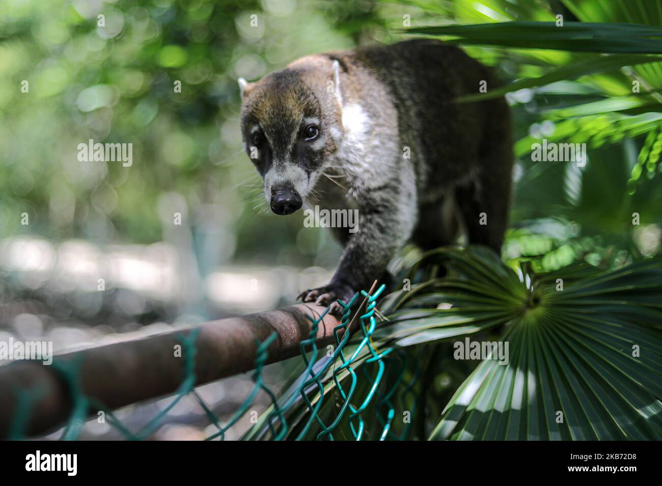 Un Coati è visto mangiare in una zona vicino alla foresta il 27 settembre 2019 a Cancun, Messico. Il suo habitat si estende dal Messico settentrionale al Sud America; essi vivono nella giungla e in luoghi dove c'è molta umidità, questi mammiferi sono intorno alla spazzatura e rifiuti che le persone gettano nelle aree naturali. I conati sono onnivori e di solito si nutrono di frutta, carroone, insetti e uova, a causa delle condizioni generate dall'uomo che invade i loro spazi, questi animali hanno dovuto trovarsi nella necessità di viaggiare per le strade e annusare la spazzatura per trovare cibo (Photo by Eyepix/NurPhoto) Foto Stock