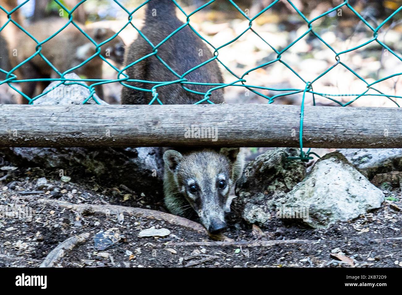 Un Coati è visto mangiare in una zona vicino alla foresta il 27 settembre 2019 a Cancun, Messico. Il suo habitat si estende dal Messico settentrionale al Sud America; essi vivono nella giungla e in luoghi dove c'è molta umidità, questi mammiferi sono intorno alla spazzatura e rifiuti che le persone gettano nelle aree naturali. I conati sono onnivori e di solito si nutrono di frutta, carroone, insetti e uova, a causa delle condizioni generate dall'uomo che invade i loro spazi, questi animali hanno dovuto trovarsi nella necessità di viaggiare per le strade e annusare la spazzatura per trovare cibo (Photo by Eyepix/NurPhoto) Foto Stock