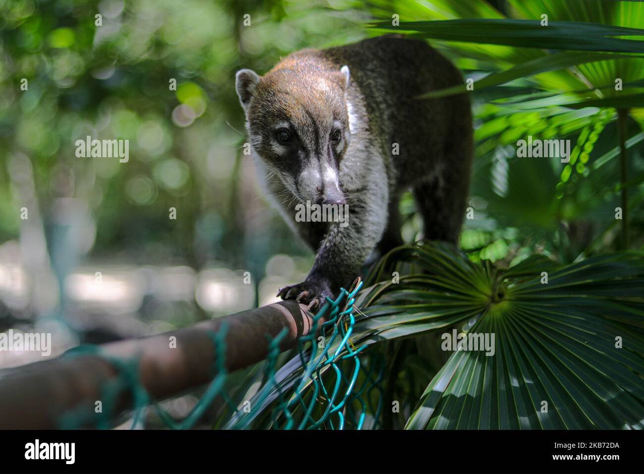 Un Coati è visto mangiare in una zona vicino alla foresta il 27 settembre 2019 a Cancun, Messico. Il suo habitat si estende dal Messico settentrionale al Sud America; essi vivono nella giungla e in luoghi dove c'è molta umidità, questi mammiferi sono intorno alla spazzatura e rifiuti che le persone gettano nelle aree naturali. I conati sono onnivori e di solito si nutrono di frutta, carroone, insetti e uova, a causa delle condizioni generate dall'uomo che invade i loro spazi, questi animali hanno dovuto trovarsi nella necessità di viaggiare per le strade e annusare la spazzatura per trovare cibo (Photo by Eyepix/NurPhoto) Foto Stock