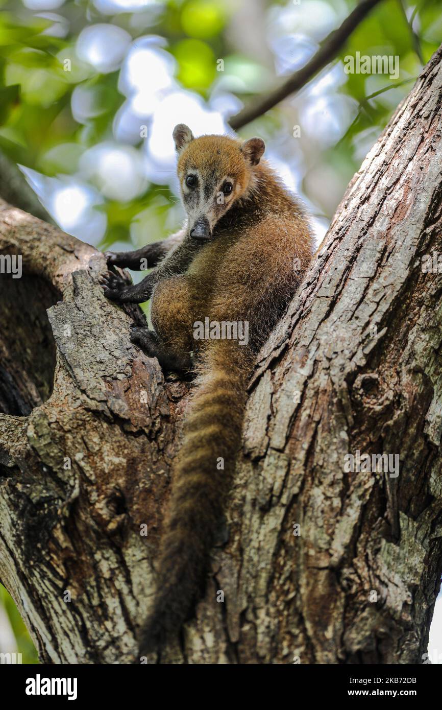 Un Coati è visto mangiare in una zona vicino alla foresta il 27 settembre 2019 a Cancun, Messico. Il suo habitat si estende dal Messico settentrionale al Sud America; essi vivono nella giungla e in luoghi dove c'è molta umidità, questi mammiferi sono intorno alla spazzatura e rifiuti che le persone gettano nelle aree naturali. I conati sono onnivori e di solito si nutrono di frutta, carroone, insetti e uova, a causa delle condizioni generate dall'uomo che invade i loro spazi, questi animali hanno dovuto trovarsi nella necessità di viaggiare per le strade e annusare la spazzatura per trovare cibo (Photo by Eyepix/NurPhoto) Foto Stock
