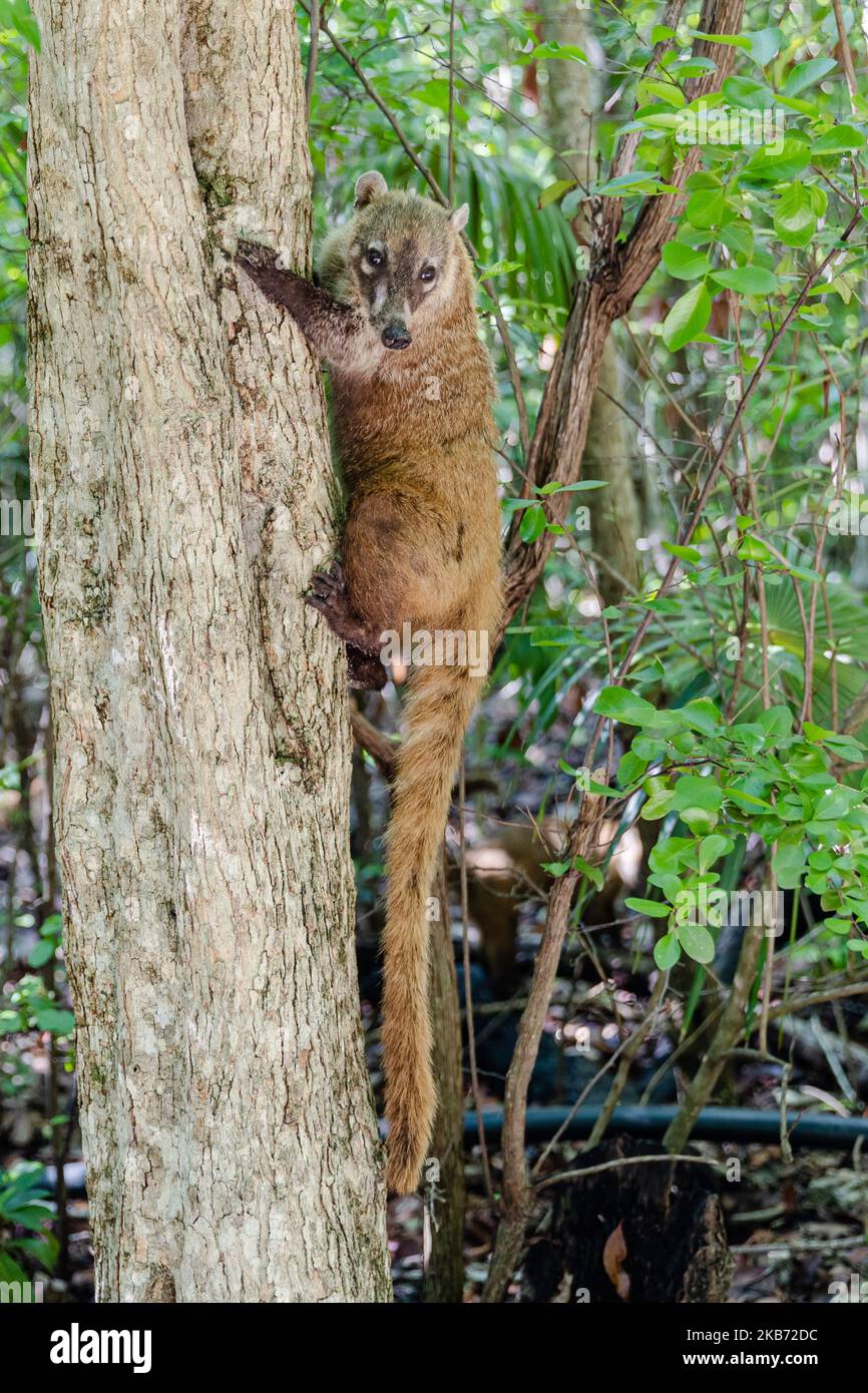 Un Coati è visto mangiare in una zona vicino alla foresta il 27 settembre 2019 a Cancun, Messico. Il suo habitat si estende dal Messico settentrionale al Sud America; essi vivono nella giungla e in luoghi dove c'è molta umidità, questi mammiferi sono intorno alla spazzatura e rifiuti che le persone gettano nelle aree naturali. I conati sono onnivori e di solito si nutrono di frutta, carroone, insetti e uova, a causa delle condizioni generate dall'uomo che invade i loro spazi, questi animali hanno dovuto trovarsi nella necessità di viaggiare per le strade e annusare la spazzatura per trovare cibo (Photo by Eyepix/NurPhoto) Foto Stock