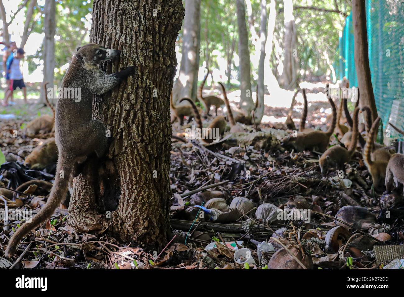 Un Coati è visto mangiare in una zona vicino alla foresta il 27 settembre 2019 a Cancun, Messico. Il suo habitat si estende dal Messico settentrionale al Sud America; essi vivono nella giungla e in luoghi dove c'è molta umidità, questi mammiferi sono intorno alla spazzatura e rifiuti che le persone gettano nelle aree naturali. I conati sono onnivori e di solito si nutrono di frutta, carroone, insetti e uova, a causa delle condizioni generate dall'uomo che invade i loro spazi, questi animali hanno dovuto trovarsi nella necessità di viaggiare per le strade e annusare la spazzatura per trovare cibo (Photo by Eyepix/NurPhoto) Foto Stock