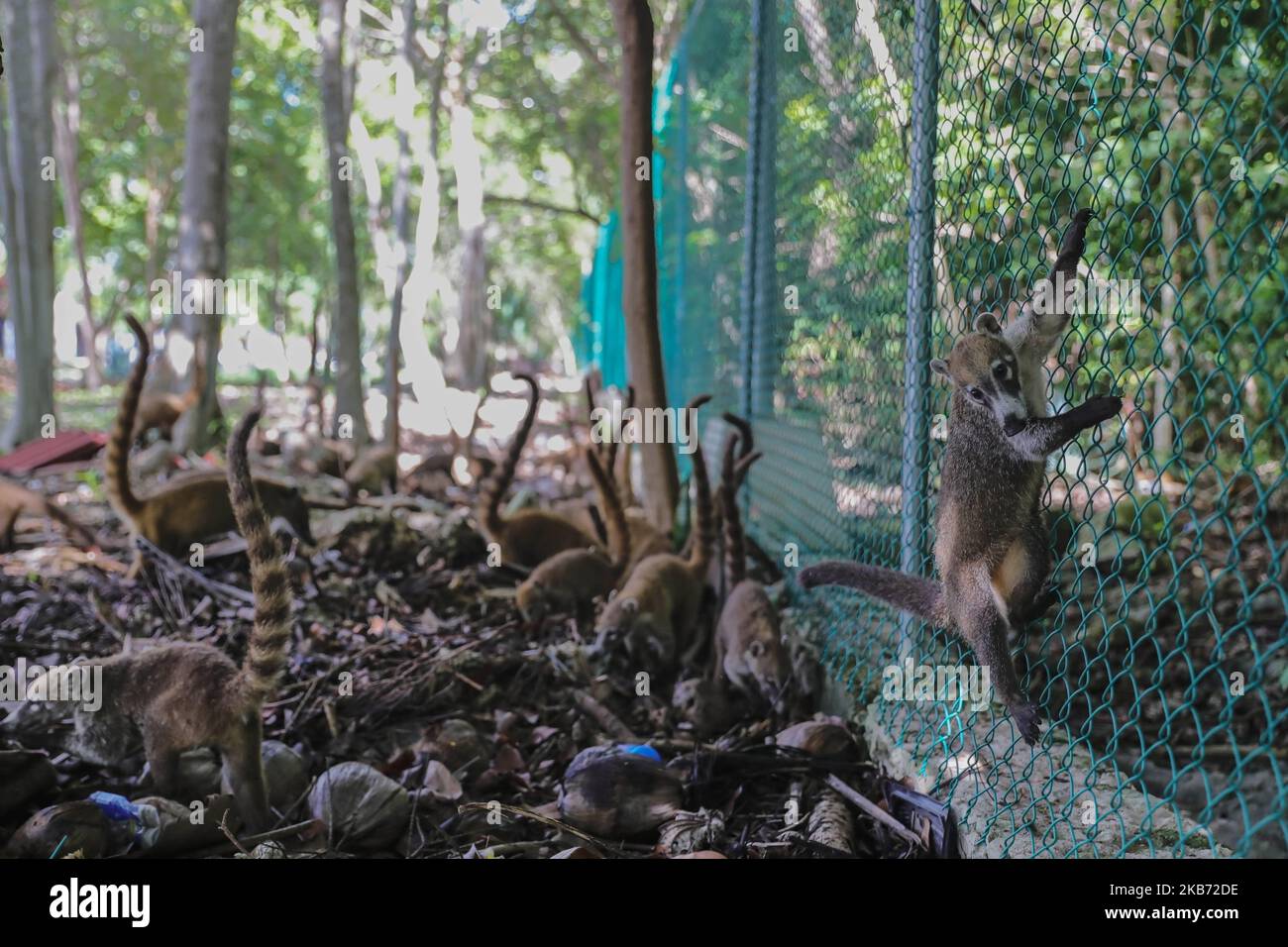 Un Coati è visto mangiare in una zona vicino alla foresta il 27 settembre 2019 a Cancun, Messico. Il suo habitat si estende dal Messico settentrionale al Sud America; essi vivono nella giungla e in luoghi dove c'è molta umidità, questi mammiferi sono intorno alla spazzatura e rifiuti che le persone gettano nelle aree naturali. I conati sono onnivori e di solito si nutrono di frutta, carroone, insetti e uova, a causa delle condizioni generate dall'uomo che invade i loro spazi, questi animali hanno dovuto trovarsi nella necessità di viaggiare per le strade e annusare la spazzatura per trovare cibo (Photo by Eyepix/NurPhoto) Foto Stock