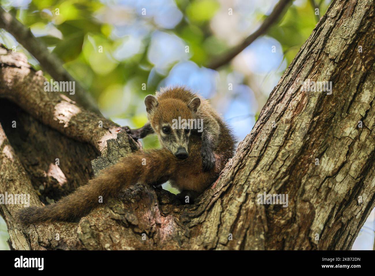 Un Coati è visto mangiare in una zona vicino alla foresta il 27 settembre 2019 a Cancun, Messico. Il suo habitat si estende dal Messico settentrionale al Sud America; essi vivono nella giungla e in luoghi dove c'è molta umidità, questi mammiferi sono intorno alla spazzatura e rifiuti che le persone gettano nelle aree naturali. I conati sono onnivori e di solito si nutrono di frutta, carroone, insetti e uova, a causa delle condizioni generate dall'uomo che invade i loro spazi, questi animali hanno dovuto trovarsi nella necessità di viaggiare per le strade e annusare la spazzatura per trovare cibo (Photo by Eyepix/NurPhoto) Foto Stock