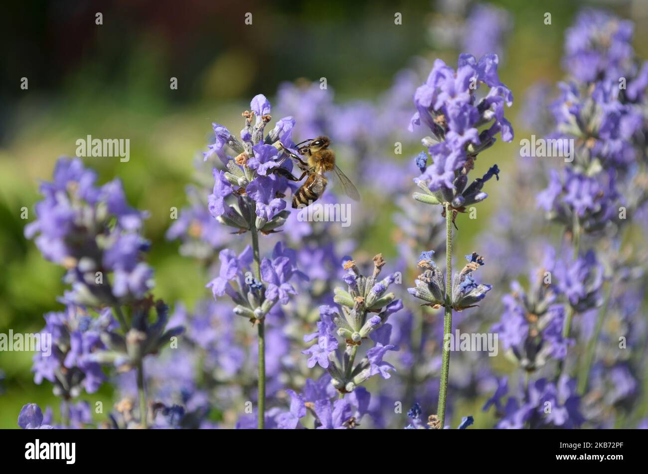 Miele ape impollinati giardino fiori di lavanda in un giorno d'estate. Foto Stock