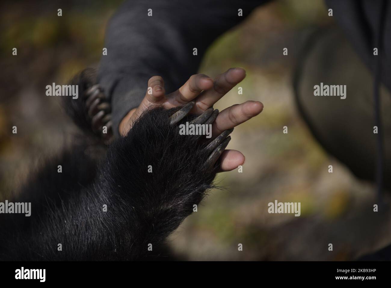 Sneha Shrestha fondatore di Sneha's Care giocando con un orso di un anno salvato Sloth Bear nel suo rifugio a Lalitpur, Nepal Giovedi, 24 ottobre 2019. Un orso di sloth è salvato dal distretto di Siraha dall'organizzazione di benessere animale Sneha's Care. (Foto di Narayan Maharjan/NurPhoto) Foto Stock